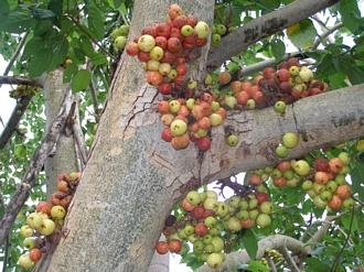 Ficus