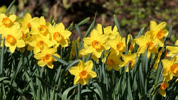 2 Narcissen