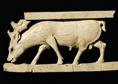 D Samaria Ivory Stag