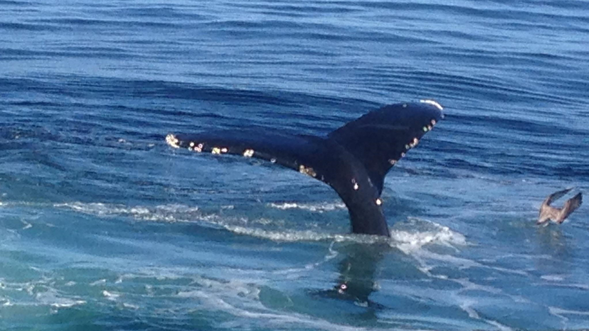 2 Walvis