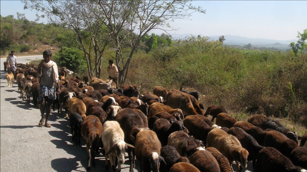 2 Herders